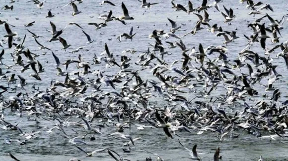 Bird Migration Happening Faster In Spring Due To Climate Change: Study