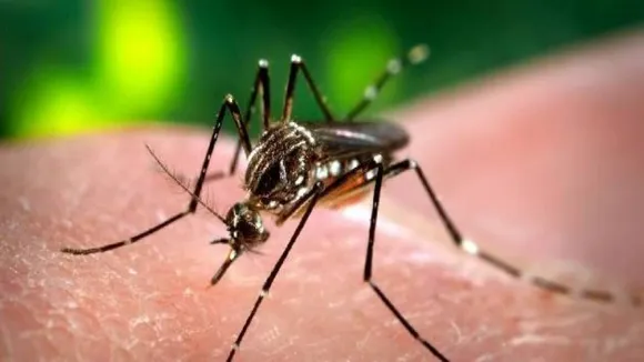 Malaria Carrying Mosquitoes Sense Insecticide With Leg Proteins: Study