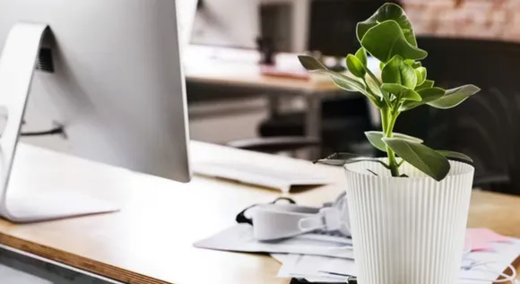 Keeping Plants On Work Desk May Cut Stress In Employees: Study