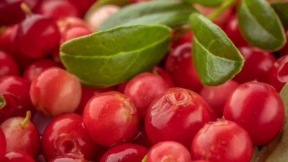 Take Note! Long-Term Consumption Of Lingonberry Juice May Reduce Blood Pressure