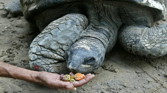 Adwaita: Born In 18th Century, Died In 21st- Incredible Story Of Robert Clive's Giant Tortoise