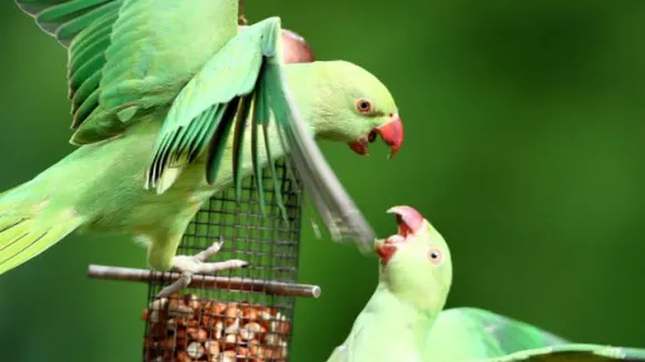 Not Just Humans, Some Birds May Also Voluntarily Help Peers: Study