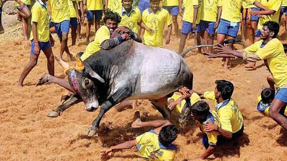 Won't Stop Jallikattu Bull Festival, Says Supreme Court, Asks Petitioners To Approach High Court 