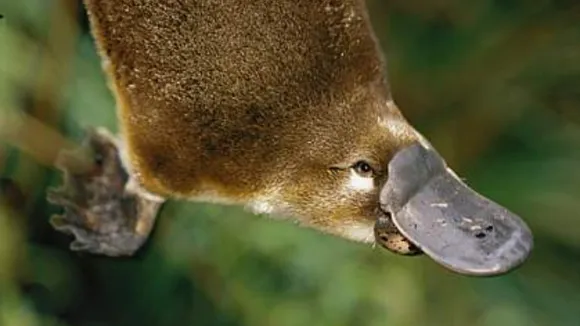 Australia's Iconic Platypus Under Threat From Climate Change, Claims Study