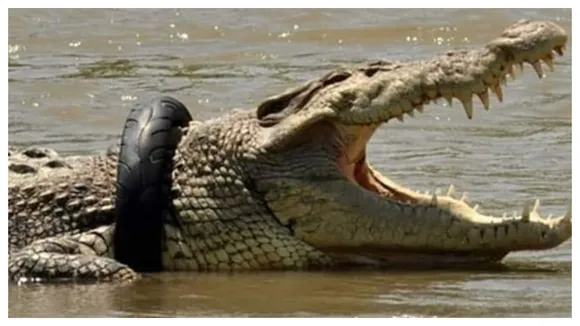 Crocodile With Tyre Entangled To Its Body