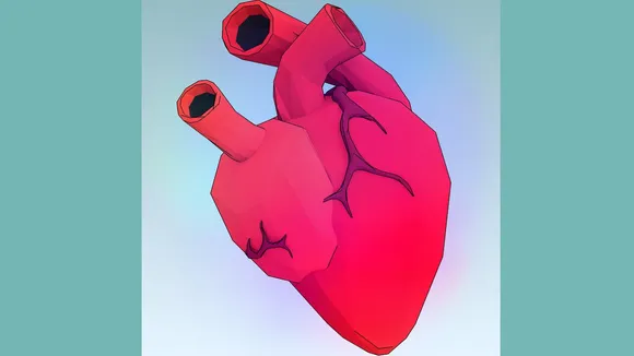 Human Heart Development