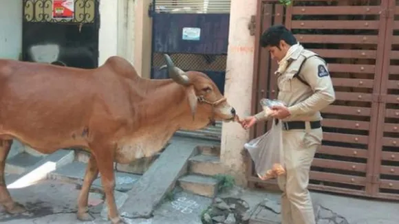 feeding Stray Animals Corona Virus Lockdown