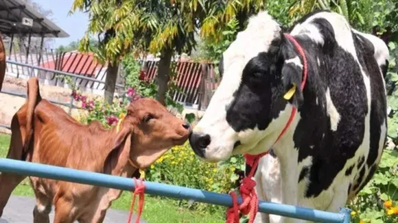indigenous cows and Rajya Mata in maharashtra