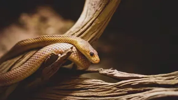 snake news 12334