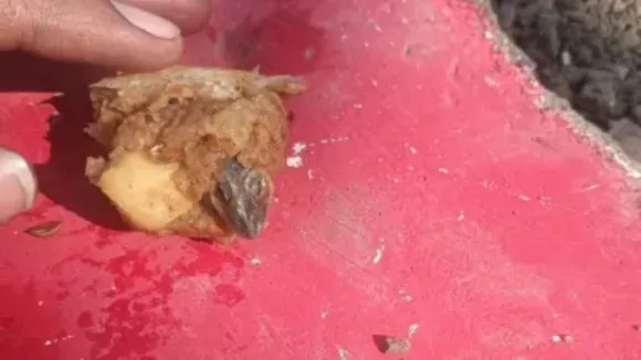 Lizard in samosa