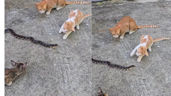 snake cat video