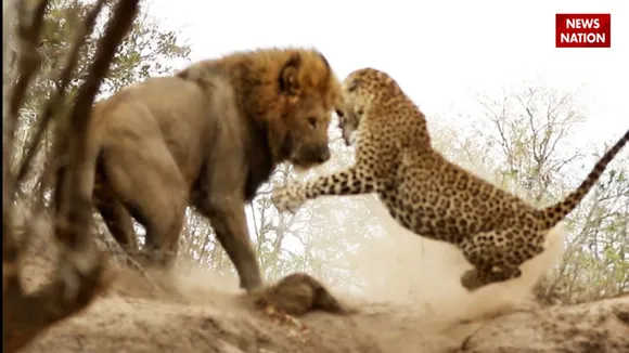 clash of leopard and lion