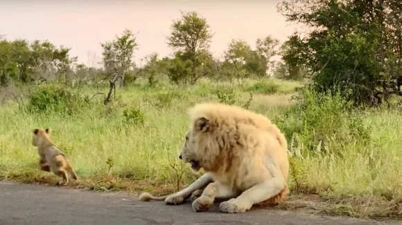 Viral lion video cub wildlife