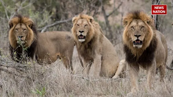 lions attack video 