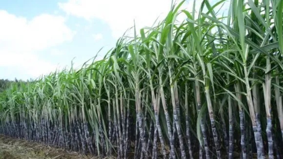 Big Advantages to Sugarcane Farmers will get modern Machines in Subsidized Rates