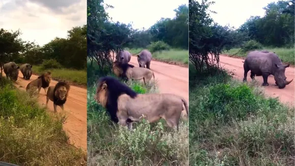 wildlife video lion video