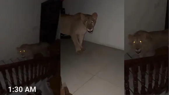 lion entered in home
