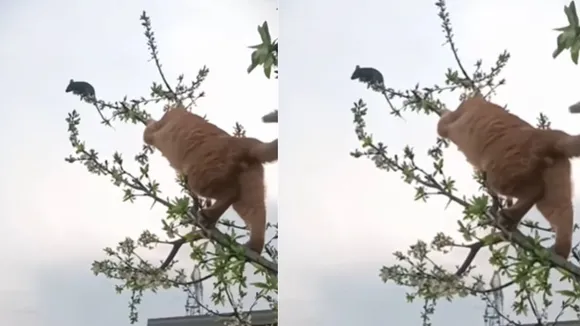 cat rat hunting video