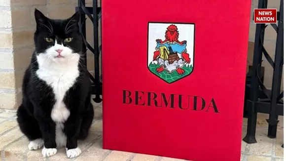 Palmerston story news