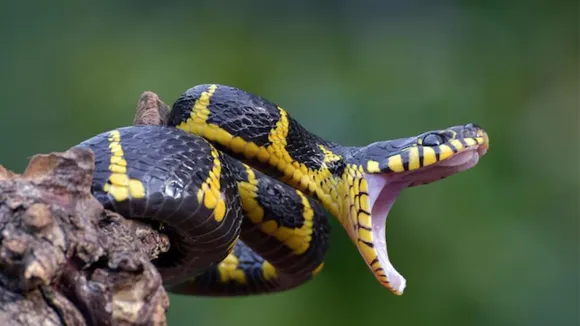 snakes bites who report