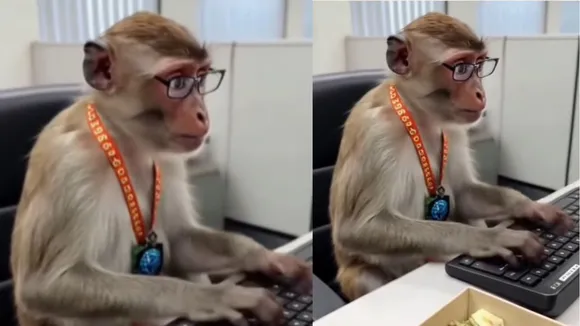 Viral monkey ai video