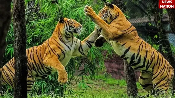 टाइगर रिजर्व
