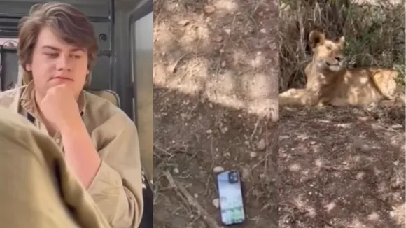 During jungle safari, a young man's phone fell near a lion