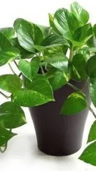 money plant 