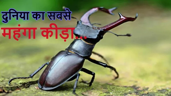 World Most Expensive Insect