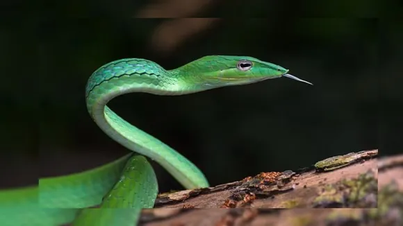 Ahaetulla longirostris snake
