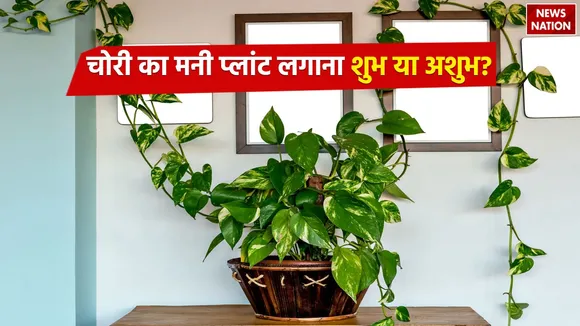 Money Plant Vastu Tips