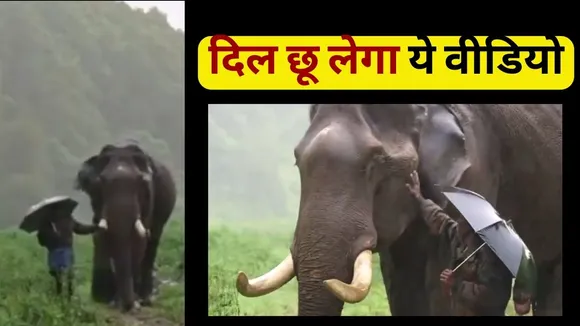 Viral Video Elephant and Mahut