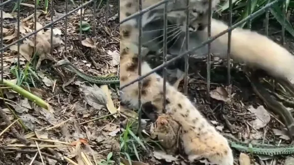 Cat saved frog from snake attack