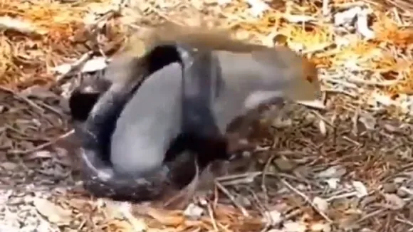 squirrel snake Fight