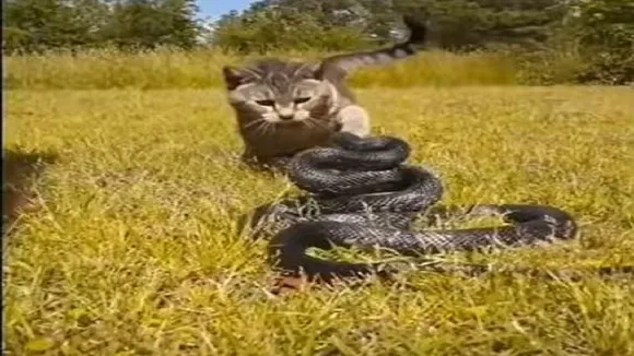 cat and snake fight