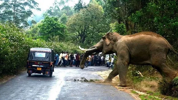 Elephant Attack File Photo