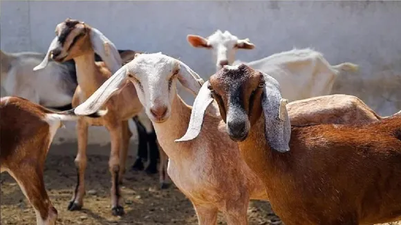 bakra chori