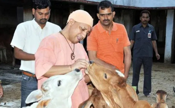 यूपी के मंदिरों में मिलेगा 'गाय के दूध से बना प्रसाद', योगी सरकार ने शुरू की तैयारियां