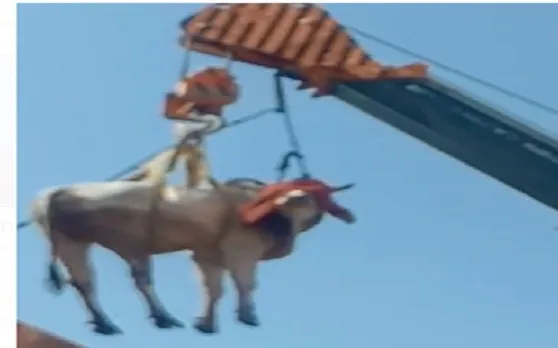 दो मंजिलें इमारत पर चढ़ा सांड, कुछ इस तरह से उतारा गया, देखें VIDEO