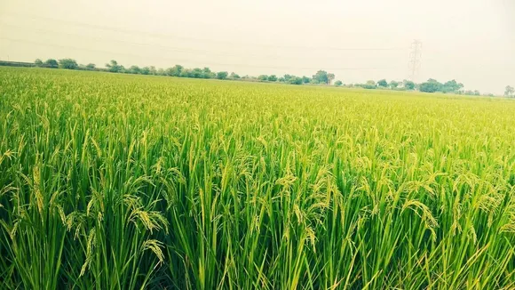 ‘कृषि निर्यात को बढ़ाने के लिए आवश्यक वस्तु अधिनिमय की समीक्षा की जरूरत’