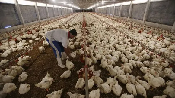 poultry form