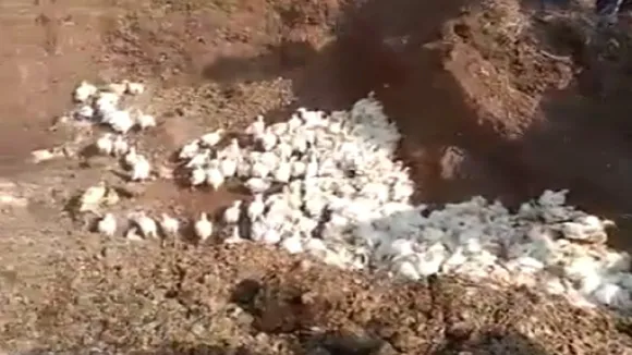 Poultry