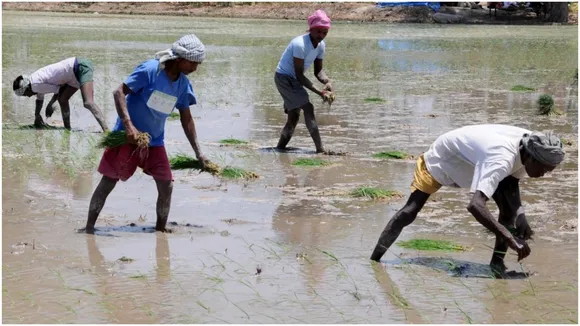 Kharif Crop Sowing Report