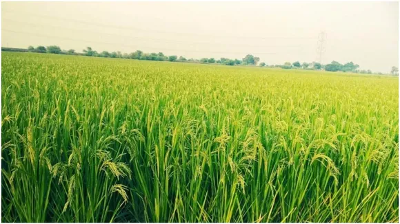 Paddy Field