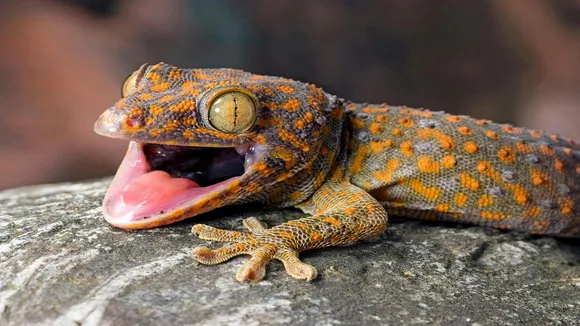 lizard