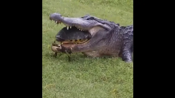 crocodile