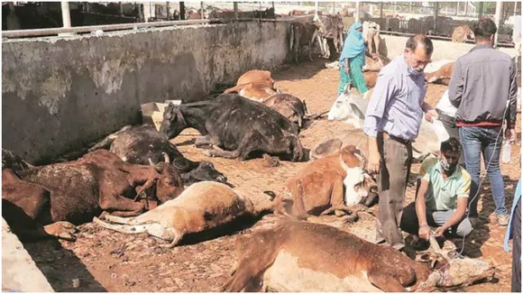 Panchkula Cow Shelter