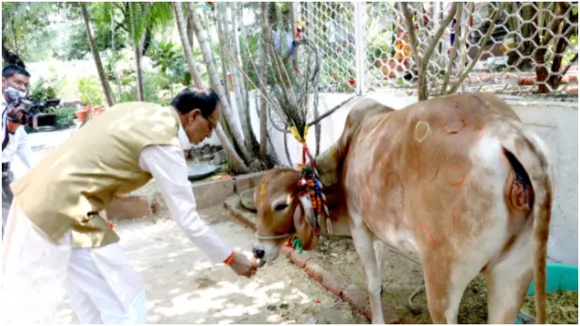 First Meeting of Cow Cabinet on Sunday