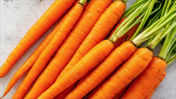 carrot