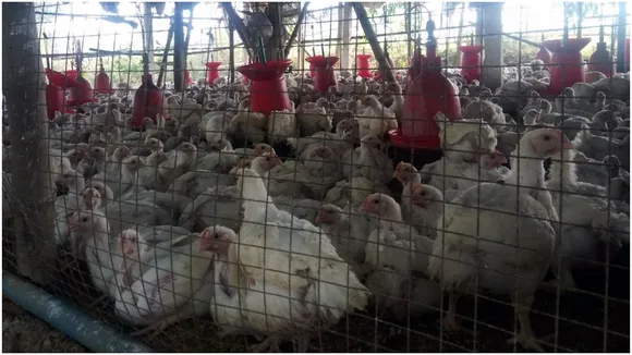 Bird Flu Latest News: Poultry
